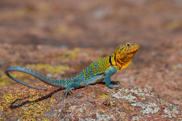 Male Collared Lizard in the Wichita Mountains