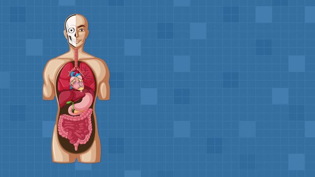 Animated Diagram of Human Digestive System with Labeled Organs