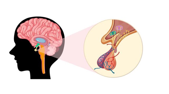 Detailed Anatomical Animation of the Pituitary Gland in Brain