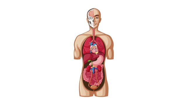 Step-by-Step Labeling of Human Internal Anatomy Diagram