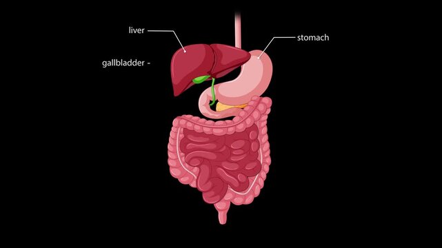 Labeled Animation of Human Digestive System Organs and Pathways