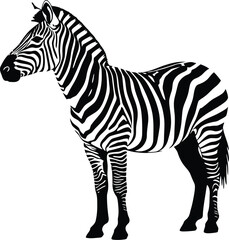 Profile view of a zebra, showcasing its distinctive black and white stripes.