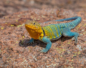 Male Collared Lizard in the Wichita Mountains