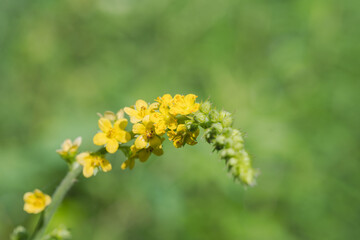 夏の山　キンミズヒキの黄色の花04
