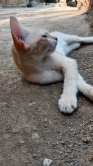 Fototapeta premium dog on the beach