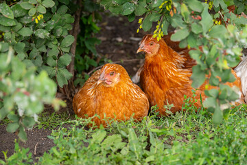 Two brown hens sitting on green grass under bushes. Farm birds rest in nature.