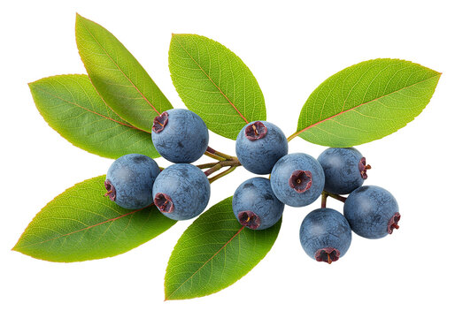 Serviceberries isolated on transparent background