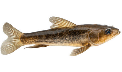 Naklejka premium Small fish isolated on transparent background