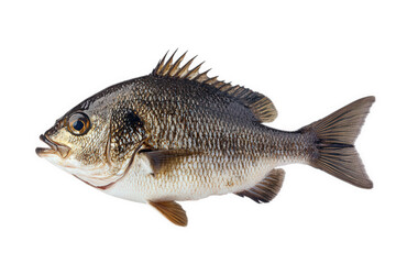 Common fish isolated on transparent background