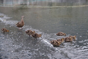 mama duck and her ducklings on the water in the bay