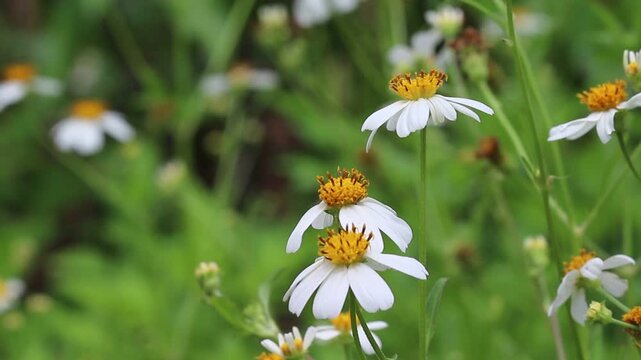 Natural white bidens pilosa  flower with light wind