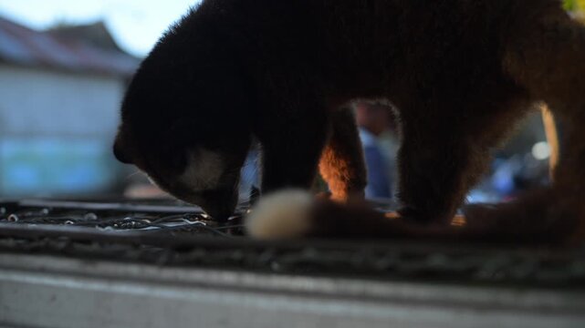 Basking Luwak. Asian palm civet Musang Pandan. Kopi Luwak coffee producer