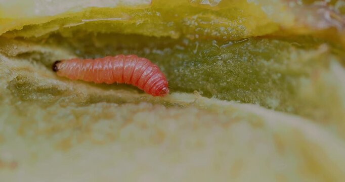 Larva of a Plum Fruit Moth (Grapholita funebrana) moving, extreme close-up