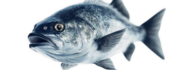 A closeup of a dark blue and silver fish, isolated on transparent background