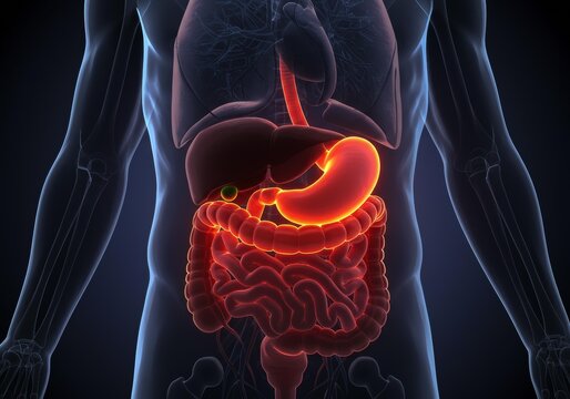 x-default Human Digestive System Anatomy
