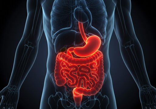 x-default Human Digestive System Anatomy