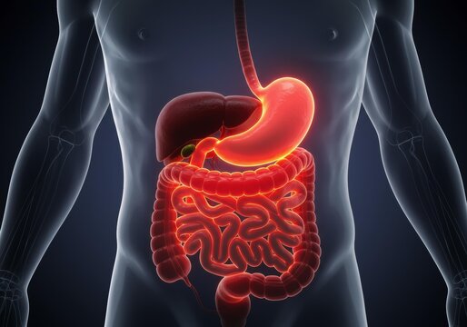 x-default Human Digestive System Anatomy