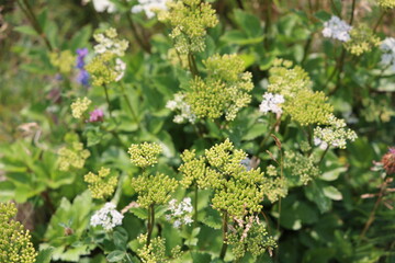 wild flowers in the meadow