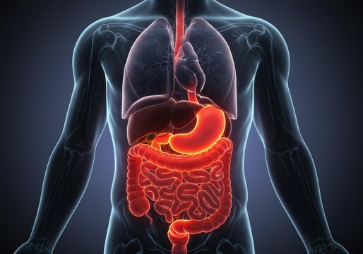 x-default Human Digestive System Anatomy