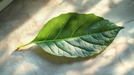 Close-up of a single vibrant green leaf, resting on a light beige surface, illuminated by sunlight