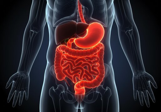 x-default Human Digestive System Anatomy