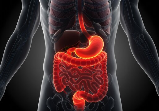 x-default Human Digestive System Anatomy