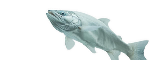 White fish isolated on transparent background