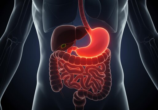 x-default Human Digestive System Anatomy Stock Photo