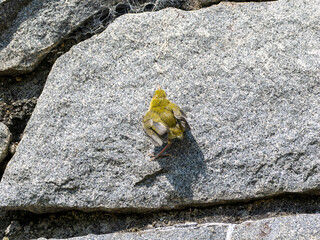 川沿いの堤防を上るメジロの雛