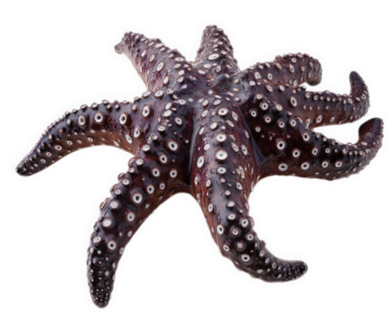 Dark brown starfish with white spots isolated on transparent background