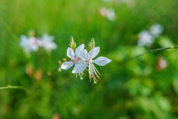 光を浴びて輝く満開のガウラ白蝶草の花