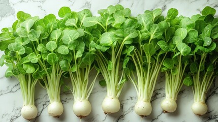 Fresh, vibrant bunches of young radishes with lush green leaves arranged neatly on a white marble surface