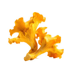 Fototapeta premium Chanterelle mushroom (Cantharellus) PNG with transparent background for culinary and gourmet dishes.