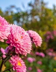 Close-up of pink chrysanthemum flowers