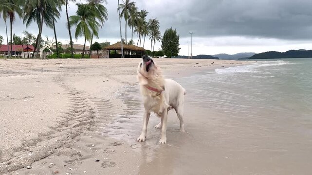 Golden retriever playing on a tropical beach