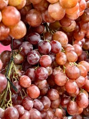 Close-up of Ripe Red Grapes on the Vine.