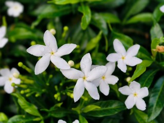 Delicate White Star-Shaped Flowers Blooming in Lush Green Foliage.