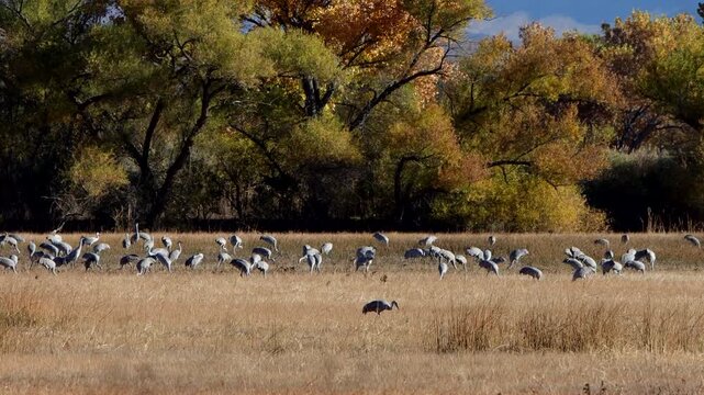 A large flock of Sandhill Cranes feeds, flies, and flaps wings at Bosque del Apache National Wildlife Refuge in New Mexico