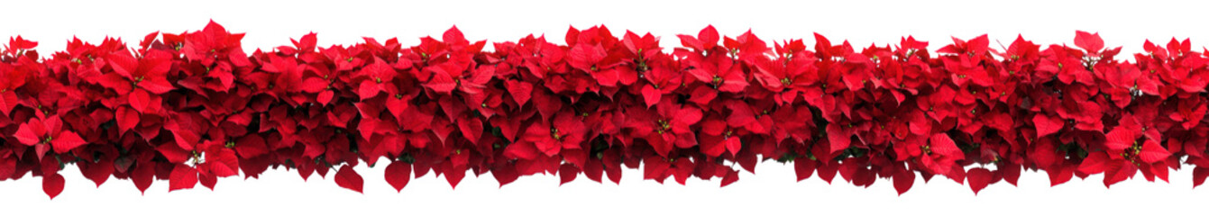 Red floral decoration isolated on transparent background