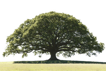 Fototapeta premium Large tree with broad canopy and lush green leaves stands prominently against clear background, symbolizing strength and nature beauty. Its expansive branches create serene atmosphere