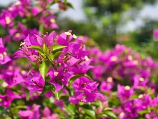 Vibrant Purple Bougainvillea Flowers Blooming in Sunlight.
