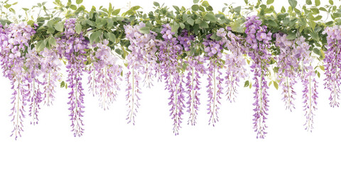 Beautiful purple wisteria flowers cascading down isolated on transparent background