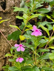 Delicate Pink Flowers Blooming in Lush Greenery.