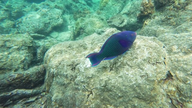 Quick and agile blue Bicolor Parrotfish weaves between corals in shallow turquoise waters near seabed. Action camera follows fish, capturing vibrant underwater life around Tioman Island, Malaysia.