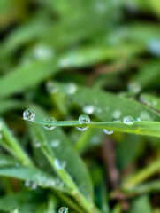 Macro Dew Drops on Green Grass Blades.