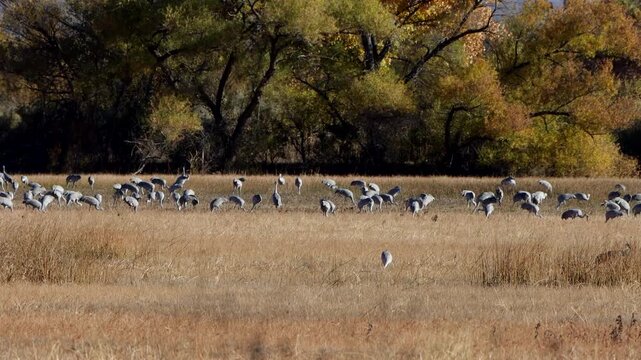 A large flock of Sandhill Cranes feeds, flies, and flaps wings at Bosque del Apache National Wildlife Refuge in New Mexico