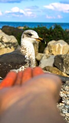 Bird reaching out to a human hand by the ocean