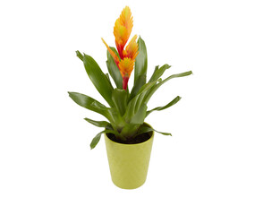 Orange bud Guzmania pineapple plant in a pot cut out isolated transparent background