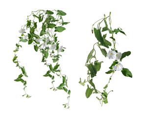 morning glory flowers, isolated on transparent background. © Lee