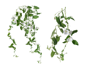 morning glory flowers, isolated on transparent background.